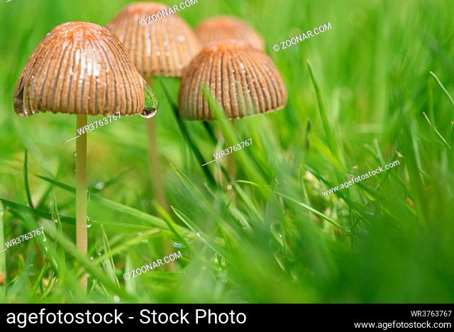 Tintling Pilz auf einem Rasen