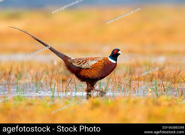 Common pheasant, phasianus colchicus, looking in water on field in autumn. Wild brown cock observing on swamp in fall. Gamebird with blue head walking from side...