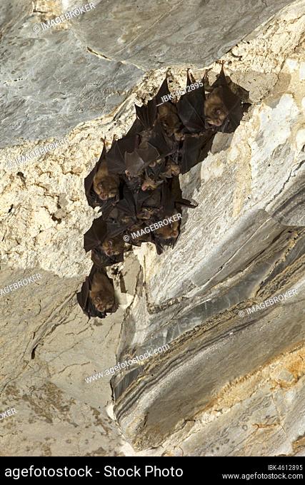 Lesser horseshoe bat (Rhinolophus hipposideros), several females in maternity roost with young, extremely endangered species, Thuringia, Germany, Europe