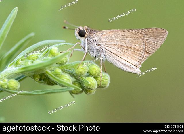 Gegenes sp, side view of an adult perched on a plant, Campania, Italy