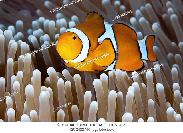 Clown Anemonefish, Amphiprion percula, Osprey Reef, Coral Sea, Australia