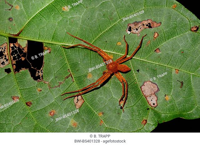 giant crab spider, huntsman spider (Heteropodidae), under a leaf in the rain forest, New Caledonia, Ile des Pins
