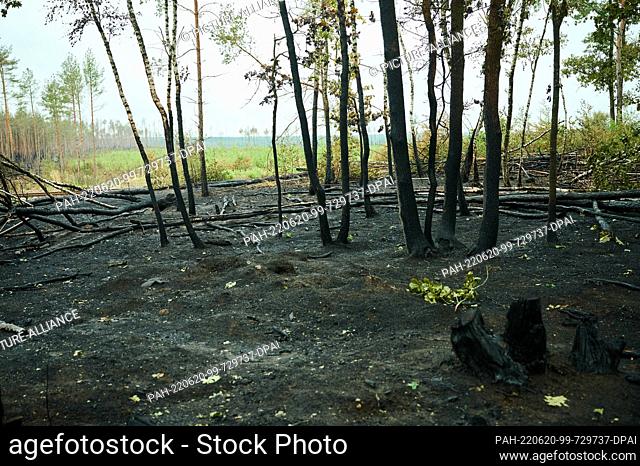 20 June 2022, Brandenburg, Treuenbrietzen: A burned forest site in Treuenbrietzen. In the meantime, the fires have been completely extinguished