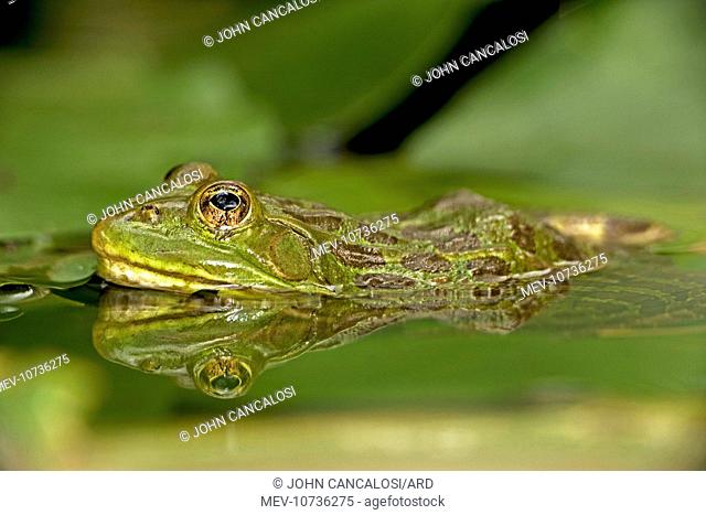 Chiricahua Leopard Frog (Rana chiricahuensis)