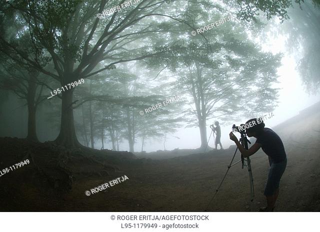 Photographers in a foggy day taking pictures of beech trees Fagus sylvatica , Montseny nature reserve, Spain  This is the Southernmost Beech forest in Europe