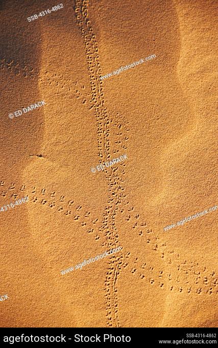 Pinacate beetle (Genus Eleodes) tracks on sand dune, Cabeza Prieta National Wildlife Refuge, southern Arizona