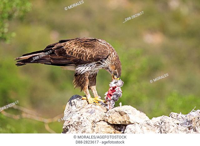 Spain, Catalonia, Pre-Pyrenees, Montsonis, Bonelli's eagle or Eurasian hawk-eagle, Hieraetus fasciatus or Aquila fasciata, picture taken from hide