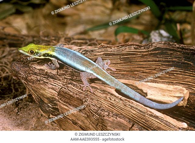 Madagascar Yellow-Headed Day Gecko (Phelsuma klemmeri)