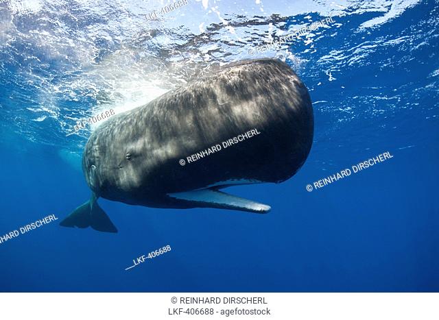 Sperm Whale, Physeter macrocephalus, Caribbean Sea, Dominica, Leeward Antilles, Lesser Antilles, Antilles, Carribean, West Indies, Central America