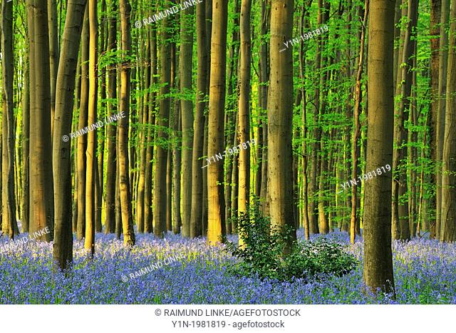 Beech Forest with Bluebells in the Spring, Hallerbos, Halle, Vlaams Gewes, Brussels, Belgium, Europe
