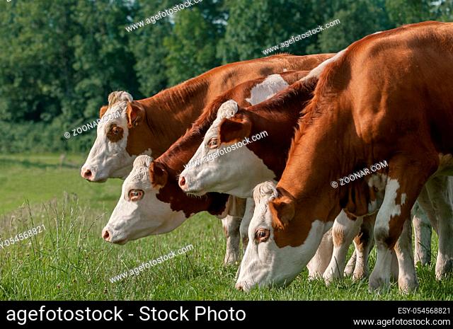 Four cows in a row grazing on the pasture