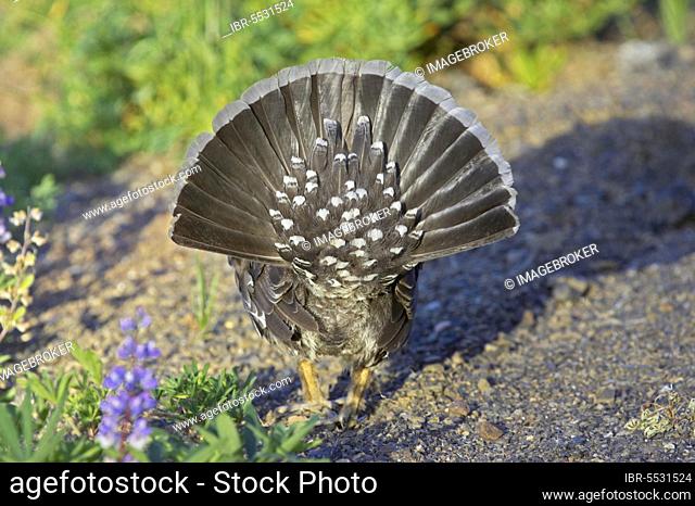 Dusky grouse (Dendragapus obscurus), adult male, dorsal view of fanned tail, in courtship display, Hurricane Ridge, Olympic N. P