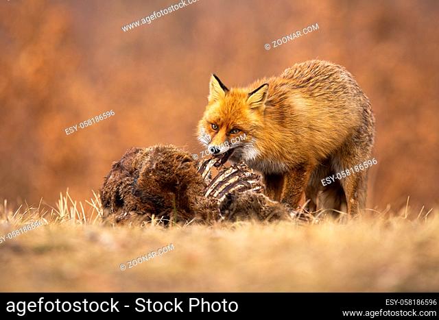 Hungry red fox, vulpes vulpes, feeding on meadow in autumn nature. Wild bushy predator biting bones on dry grass. Orange mammal eating prey on field in fall
