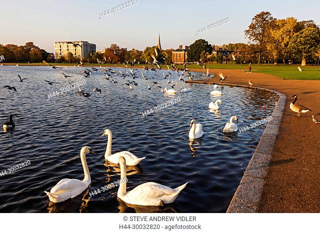 England, London, Kensington, Kensington Gardens, Round Pond, Swans