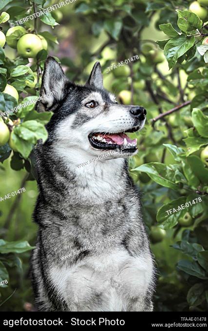 Husky-Wolfhound Portrait