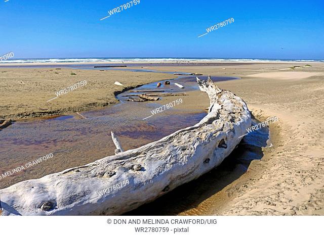 Driftwood log lies along small creek entering ocean at Governor Paterson State Park along the Pacific coast of central Oregon