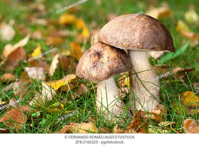Couple of mushrooms at Guarda, Portugal