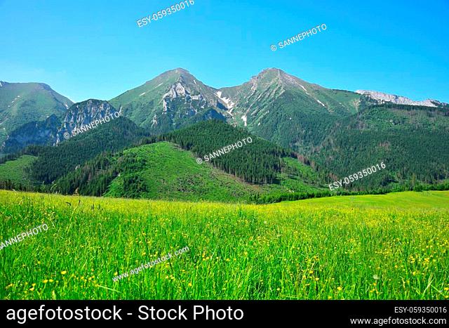 The two highest mountains of the Belianske Tatra, Havran and Zdiarska vidla. A yellow flower meadow in front