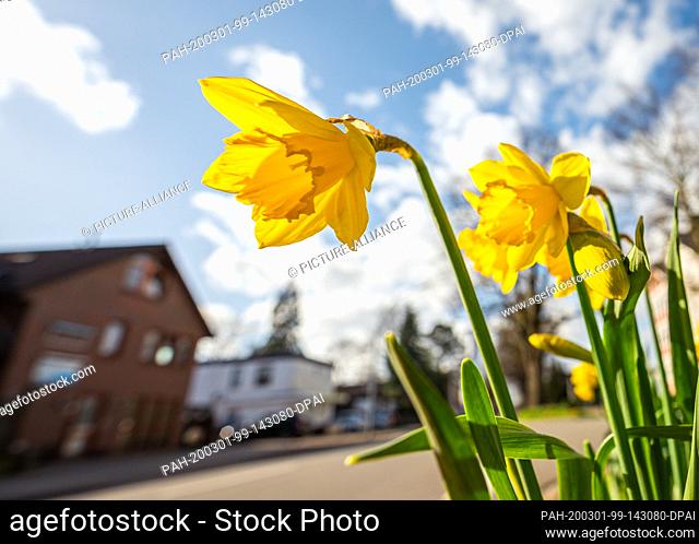 01 March 2020, Lower Saxony, Oldenburg: Daffodils bloom in sunny weather on the side of a road. Photo: Mohssen Assanimoghaddam/dpa