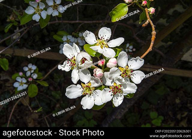 Pear cultivar Pyrus communis 'Bohemica' flowering in Pruhonice, Czech Republic on April 28, 2022. (CTK Photo/Libor Sojka)
