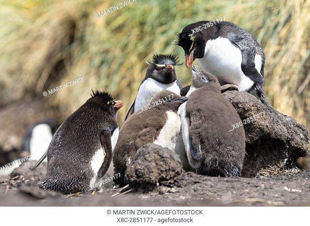 Rockhopper Penguin (Eudyptes chrysocome), subspecies western rockhopper penguin (Eudyptes chrysocome chrysocome). Chick being fed by adult