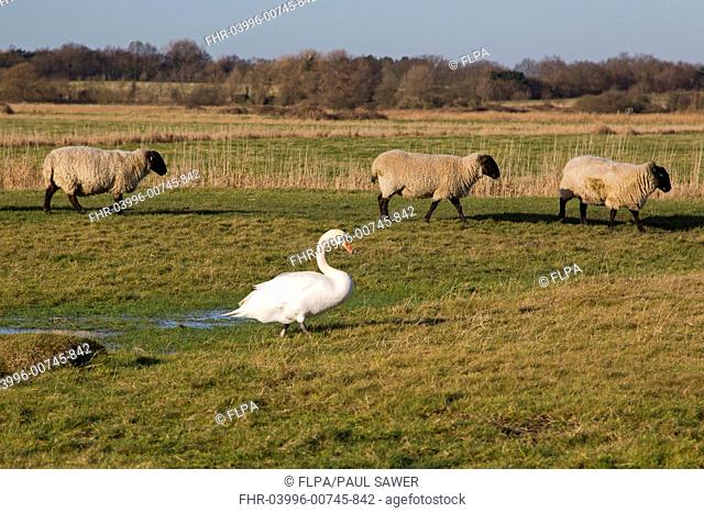 Mute Swan Cygnus olor adult, with Suffolk mule sheep, walking on coastal grazing marsh habitat, Suffolk, England, january