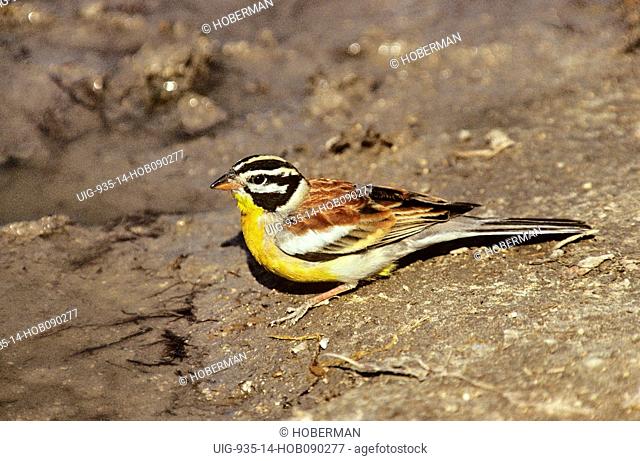 Golden-breasted Bunting