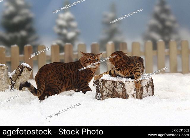 Bengal cats, male and female, 4 months