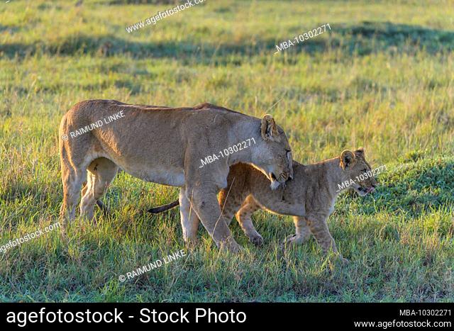African lion, Panthera Leo, lioness with cub, Masai Mara National Reserve, Kenya, Africa