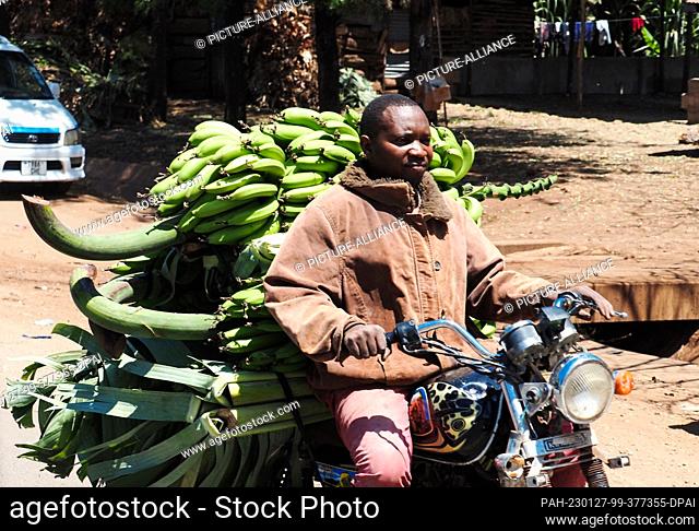 21 September 2022, Tanzania, Arusha: A man transports green bananas to the market on his motorcycle. In the East African country