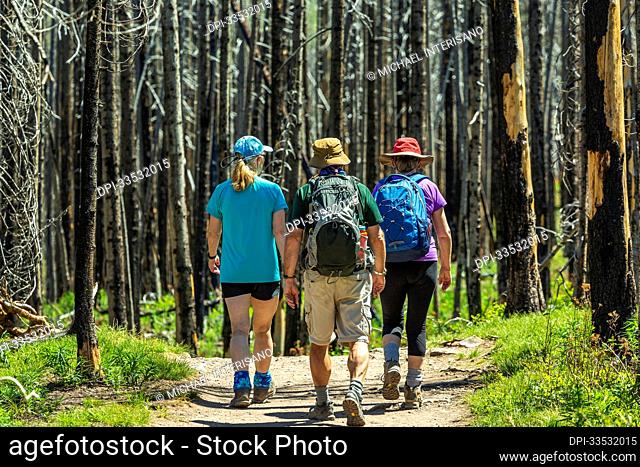 Three hikers along a trail in a burnt forest, Waterton Lakes National Park; Waterton, Alberta, Canada