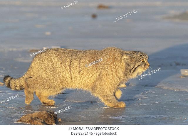 Asia, Mongolia, East Mongolia, Steppe area, Pallas's cat (Otocolobus manul), moving, walking