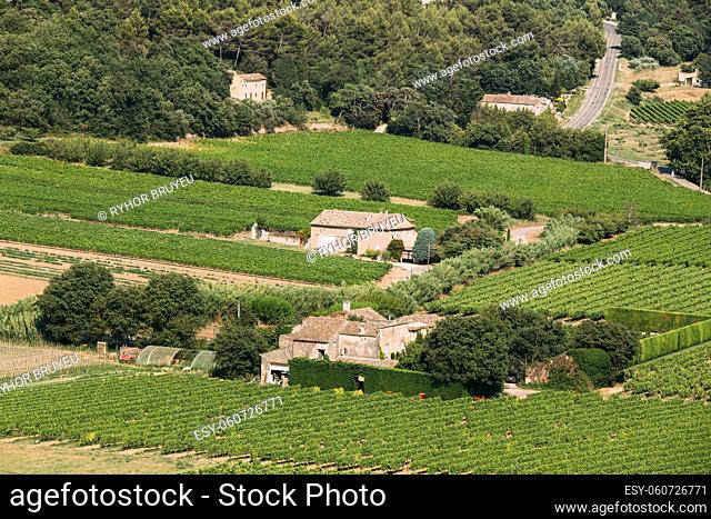 Vineyard of the South of France. Sunny summer day. Agricultural landscape concept