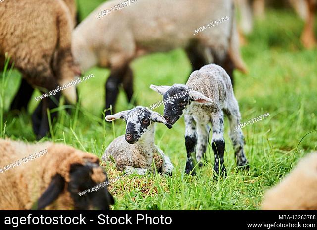 Domestic sheep, Ovis orientalis aries, lamb, meadow, standing
