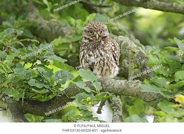 Little Owl (Athene noctua) adult, with foot raised, perched on Common Oak (Quercus robur) branch in farmland, West Yorkshire, England, July