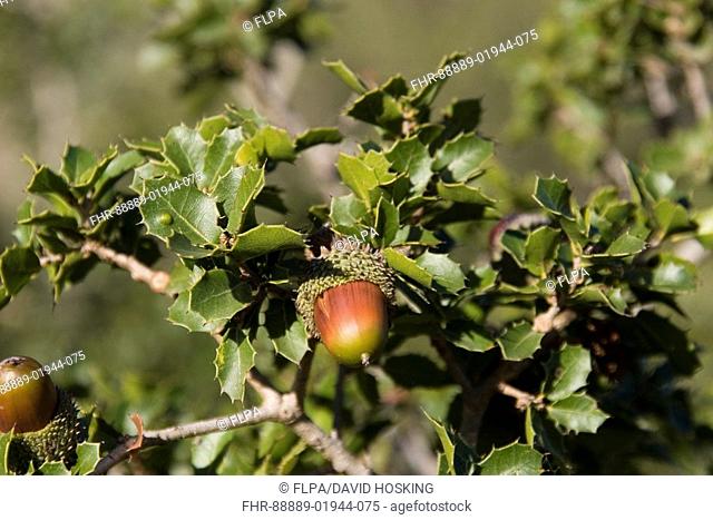 Kermes or holly oak, Quercus coccifera, found in the western mediterranean
