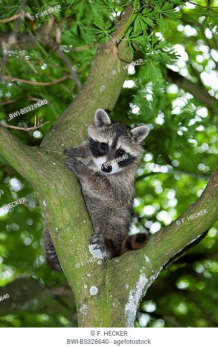 common raccoon (Procyon lotor), three months old young animal sitting in a crotch, Germany