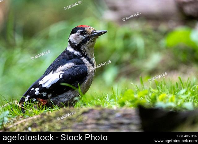 France, Brittany, Ille et Vilaine), Great Spotted Woodpecker, Immature (Dendrocopos major), feeding on a dead branch