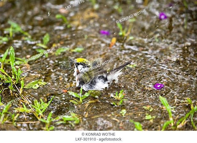 Chestnut sided Warbler bathing, Dendroica pensylvanica, Braulio Carrillo National Park, Costa Rica, Central America