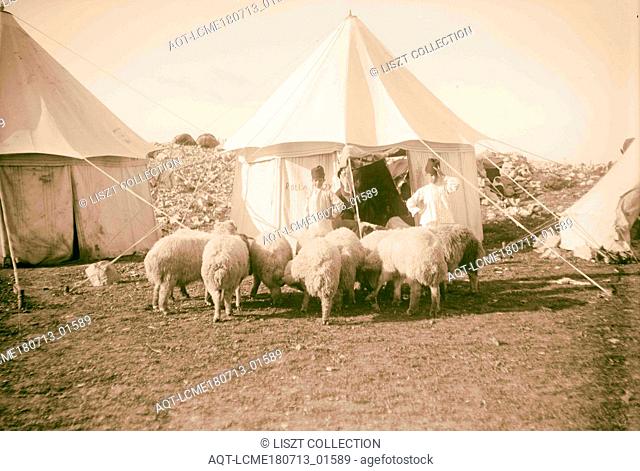 The Samaritan Passover on Mt. Gerizim Sheep for the sacrifice 1900, West Bank