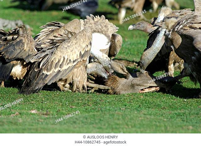 Griffon Vulture, Gyps fulvus, bird of prey, birds