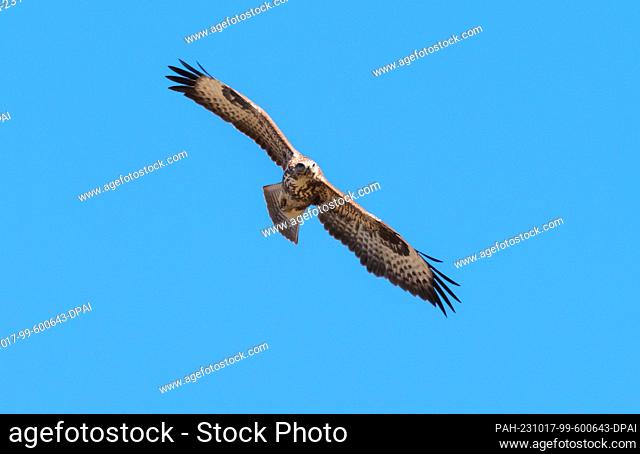 25 September 2023, Saxony-Anhalt, Lutherstadt Wittenberg: Sep 25, 2023, A common buzzard (Buteo buteo) flies in the sky, a few kilometers south of Lutherstadt...