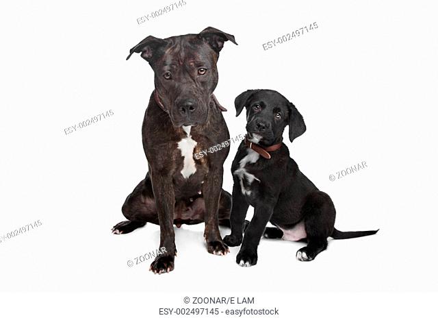 two mixed breed dogs