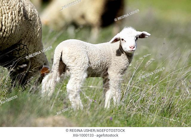 Merino Lamb Ovis ammon aries, on meadow, Portugal