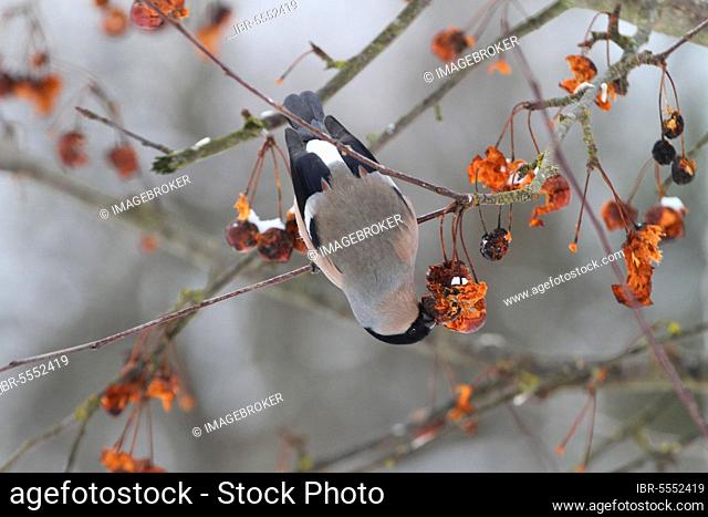 Eurasian Bullfinch (Pyrrhula pyrrhula) adult female, feeding on Cherry (Prunus sp.) fruit, Bialowieza Primeval Forest, Northeast Poland
