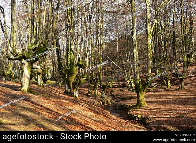 European beech (Fagus sylvatica) is a deciduous tree native to central Europe and southern Europe mountains. This photo was taken in Otzarreta