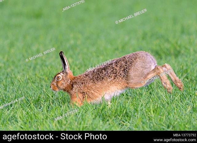 Brown hare (Lepus europaeus) on a grain field, April, spring, Hesse, Germany