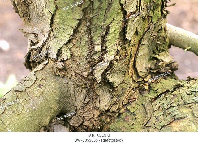 Hop Hornbeam, European Hop Hornbeam (Ostrya carpinifolia), bark