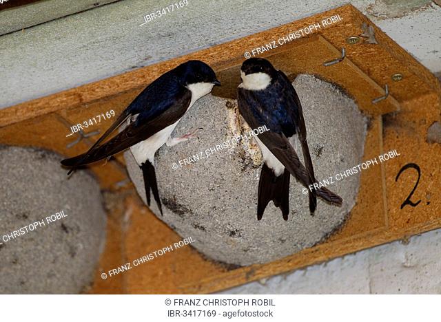 House Martins (Delichon urbicum), pair outside a nest box