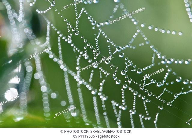 Due drops of a spider's web